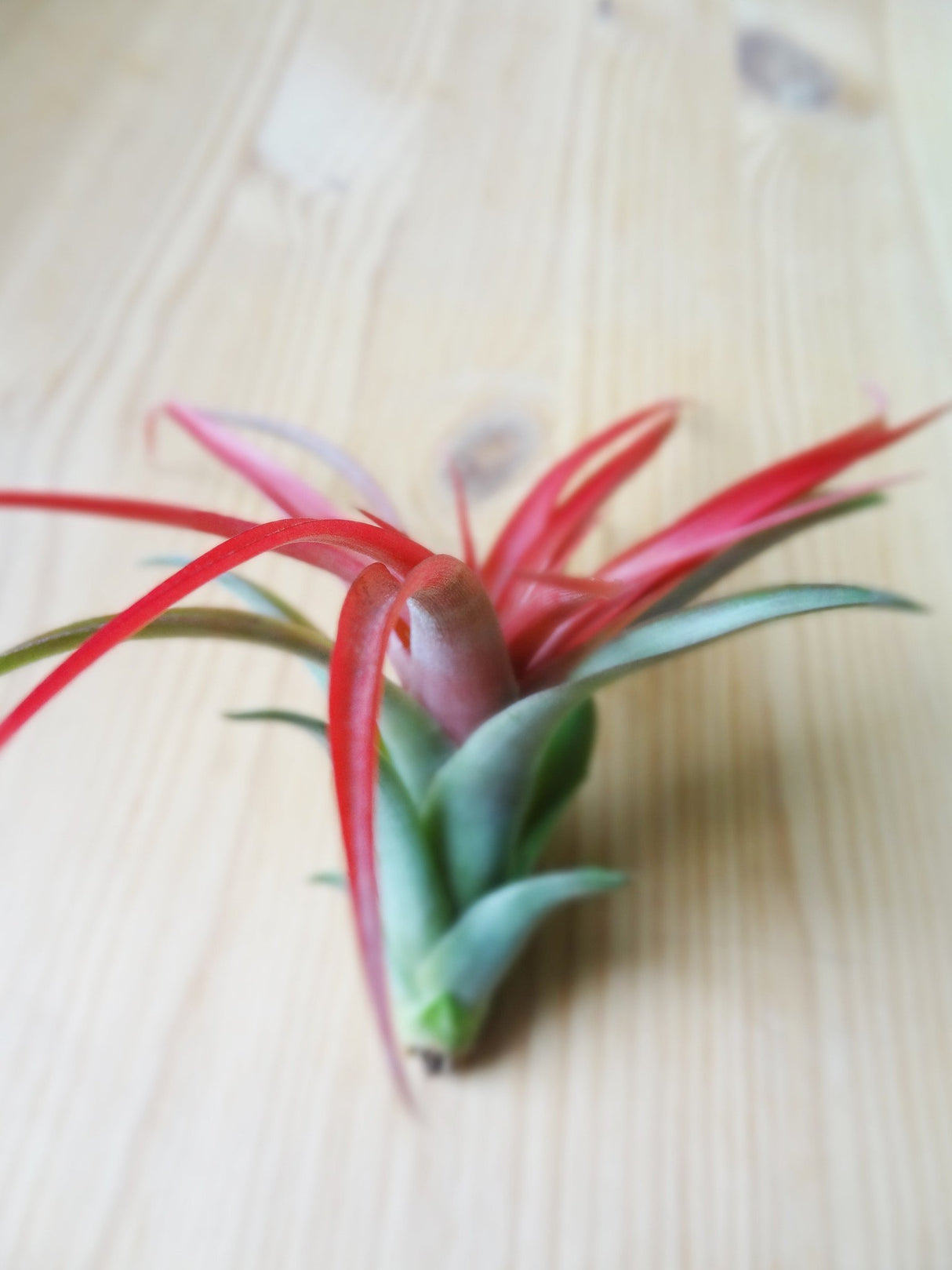 Tillandsia Brachycaulos tropical air plant in bloom
