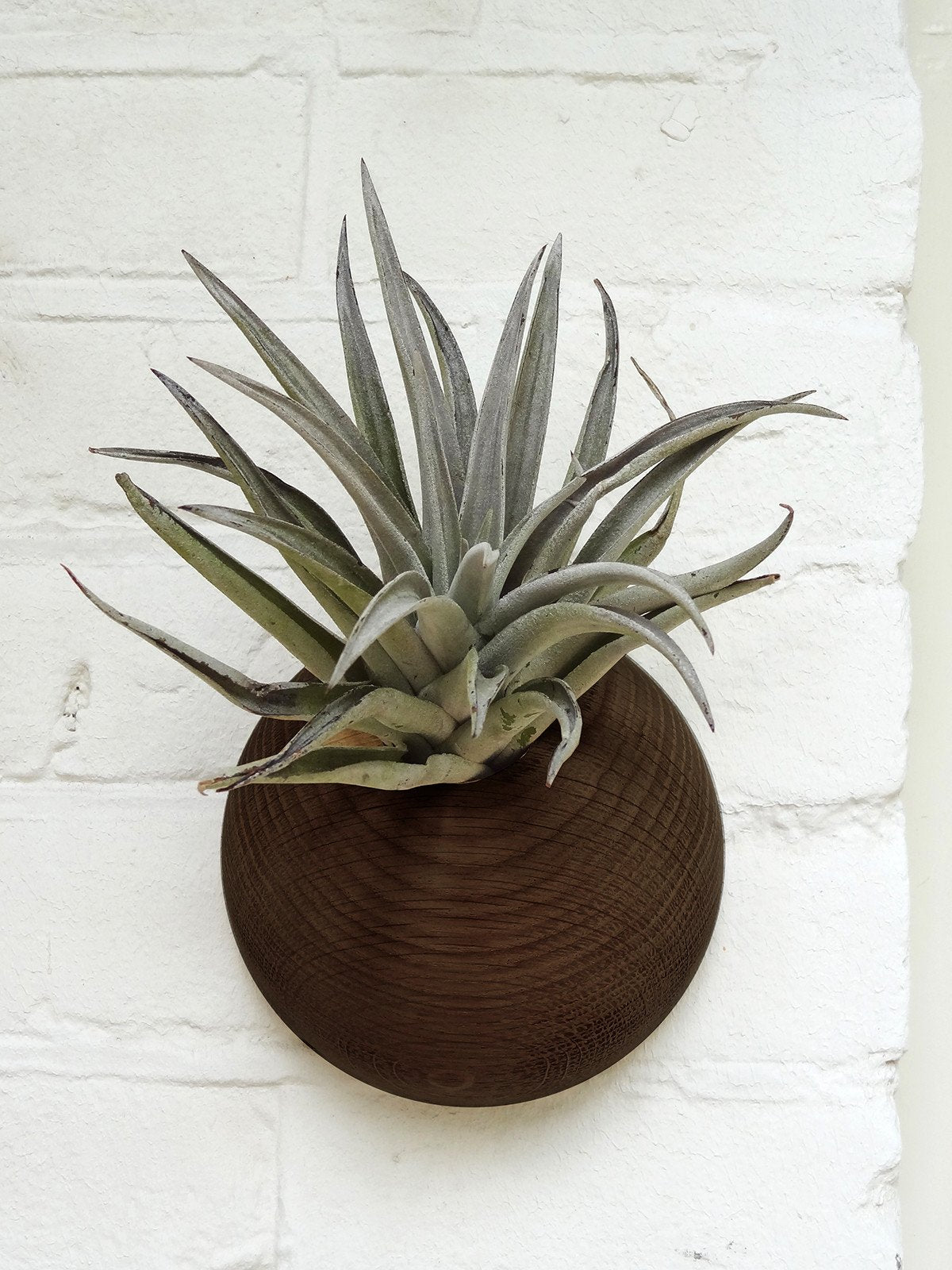 Hémisphère - Chêne foncé