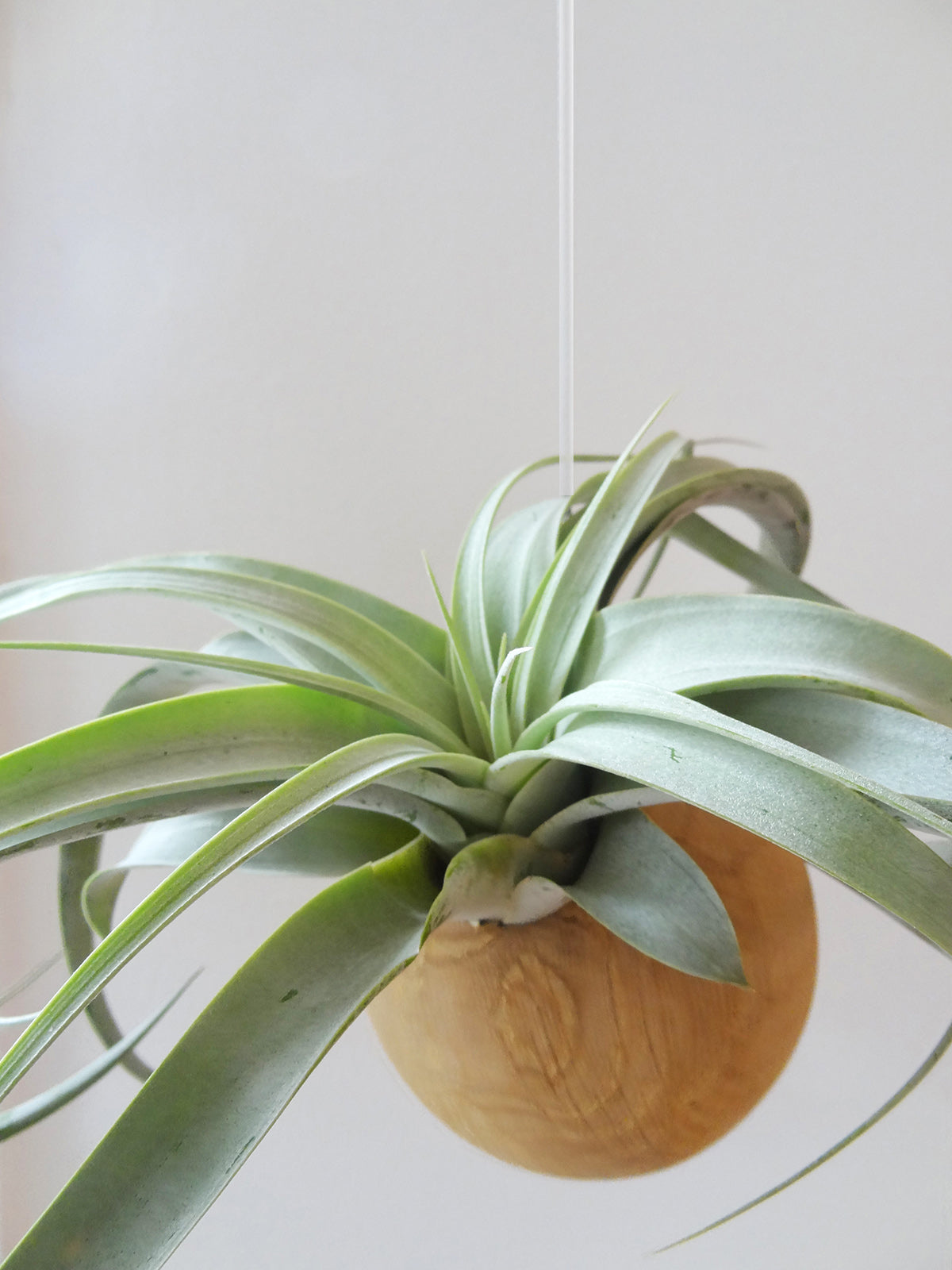 Sphère suspendue - Chêne clair