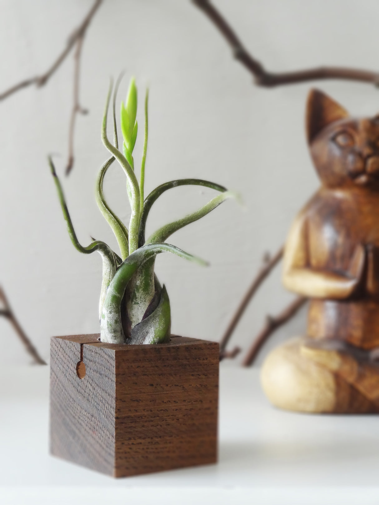 Cube - Chêne foncé