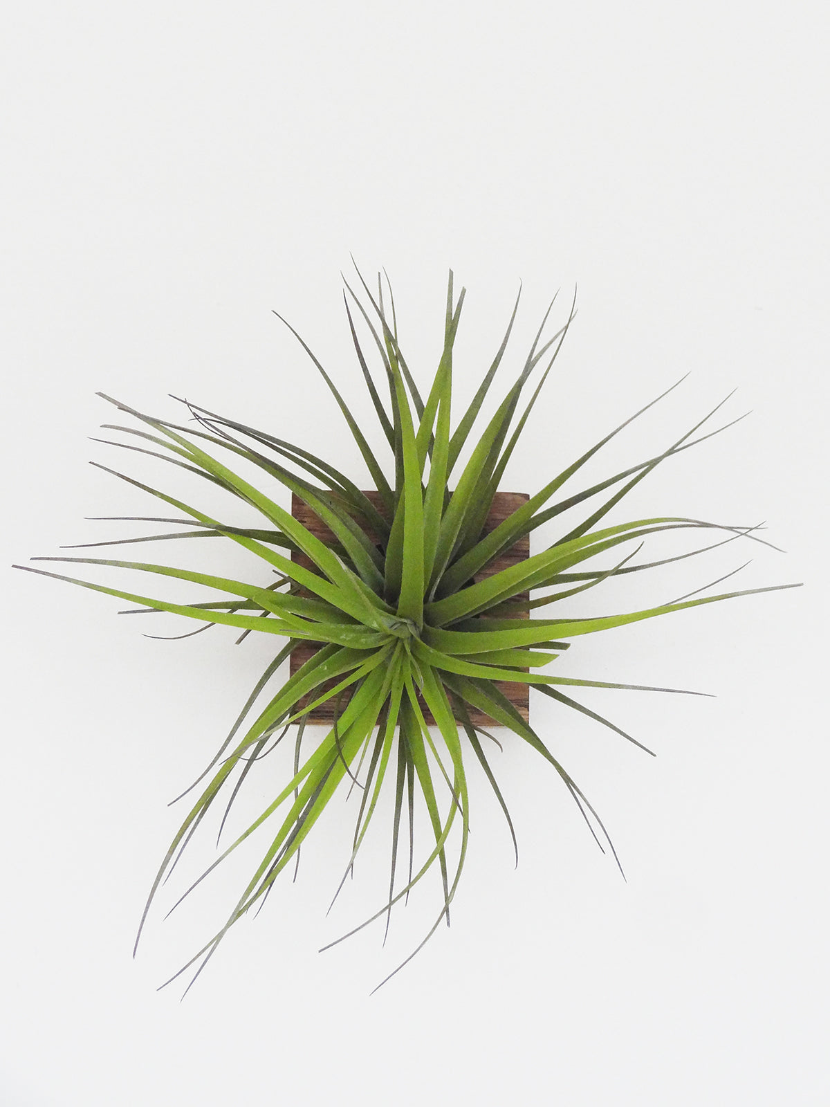 Cube - Chêne foncé