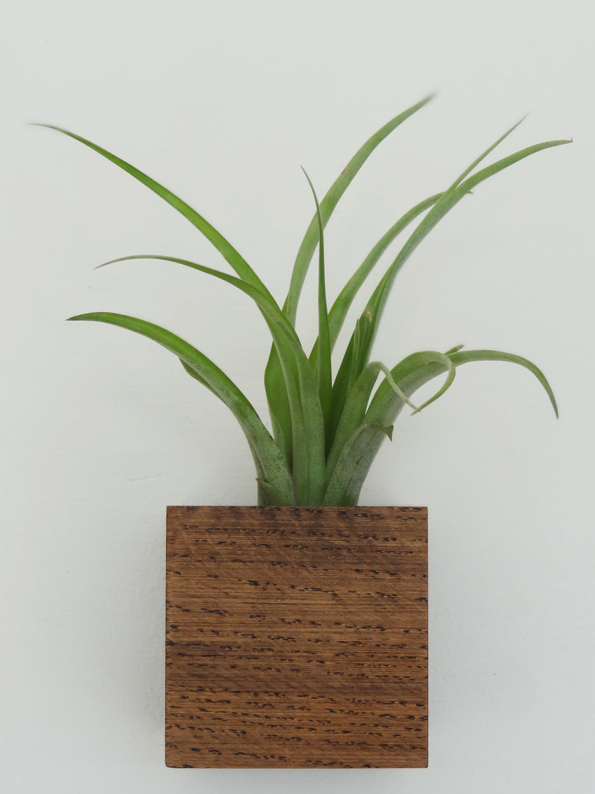 Cube - Chêne foncé