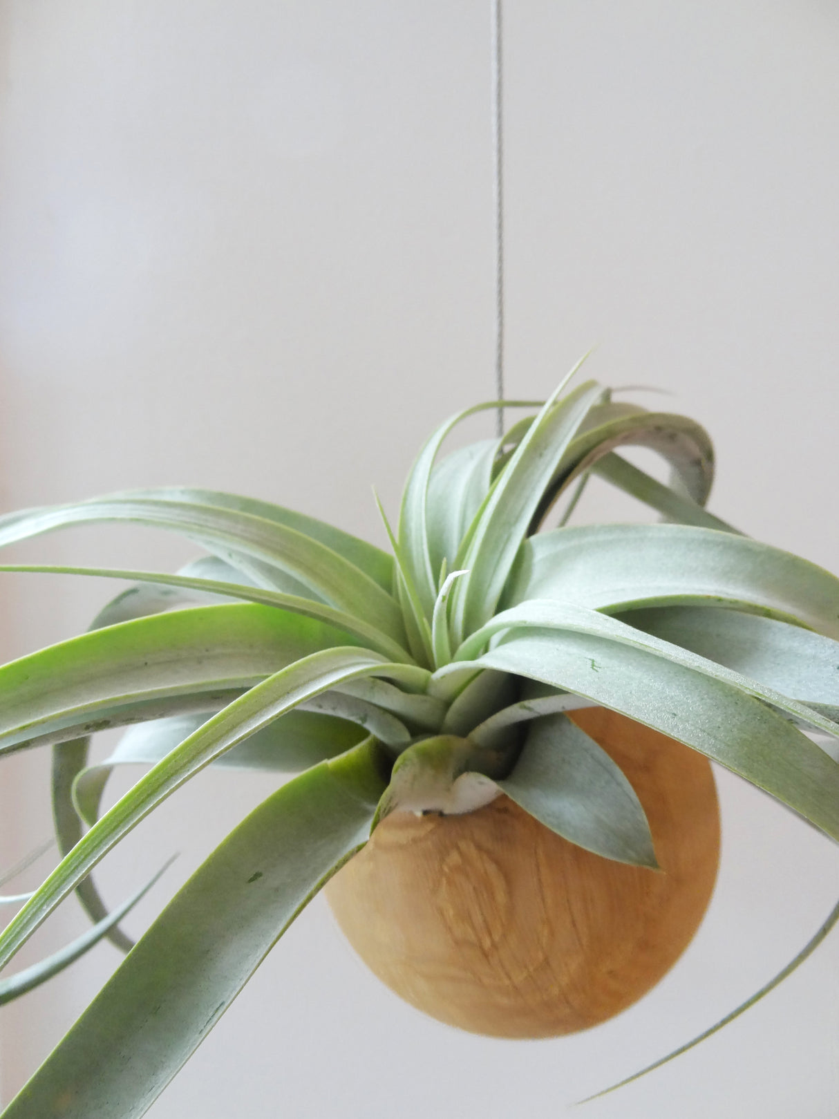 Sphère suspendue - Chêne clair