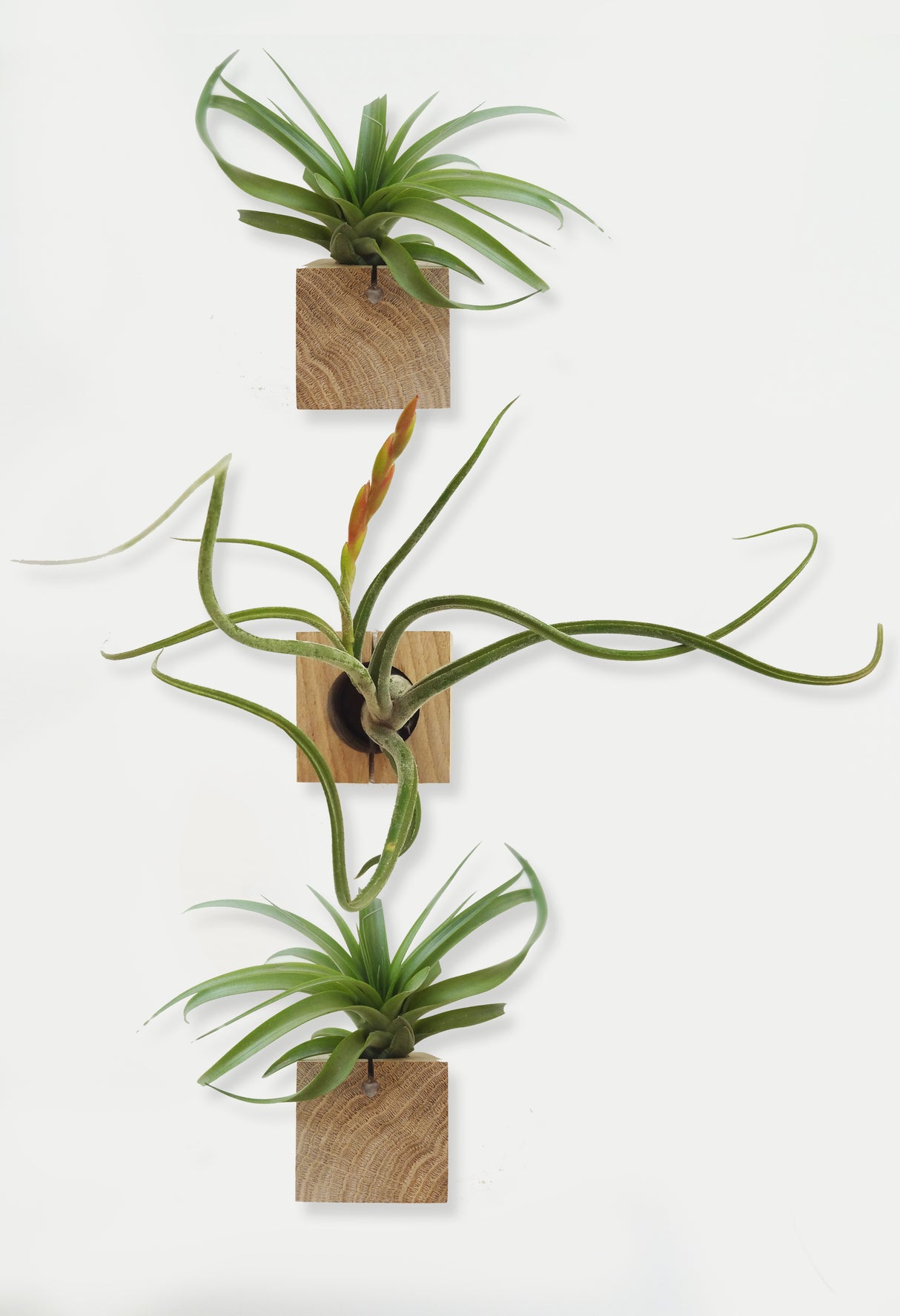 Cube - Chêne clair - Lot de 3