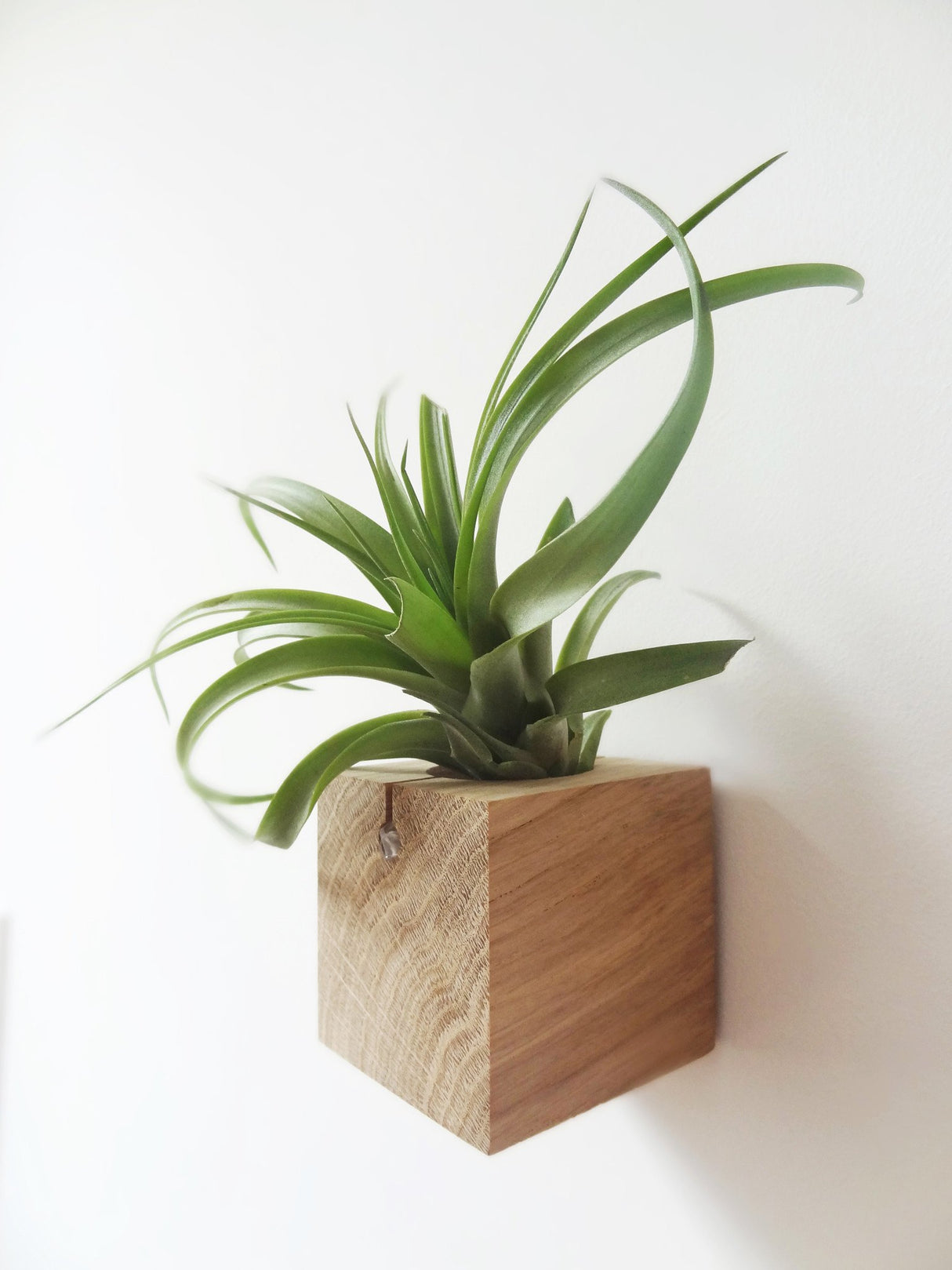 Cube air plant design holder with Tillandsia Brachycaulos vertical wall orientation