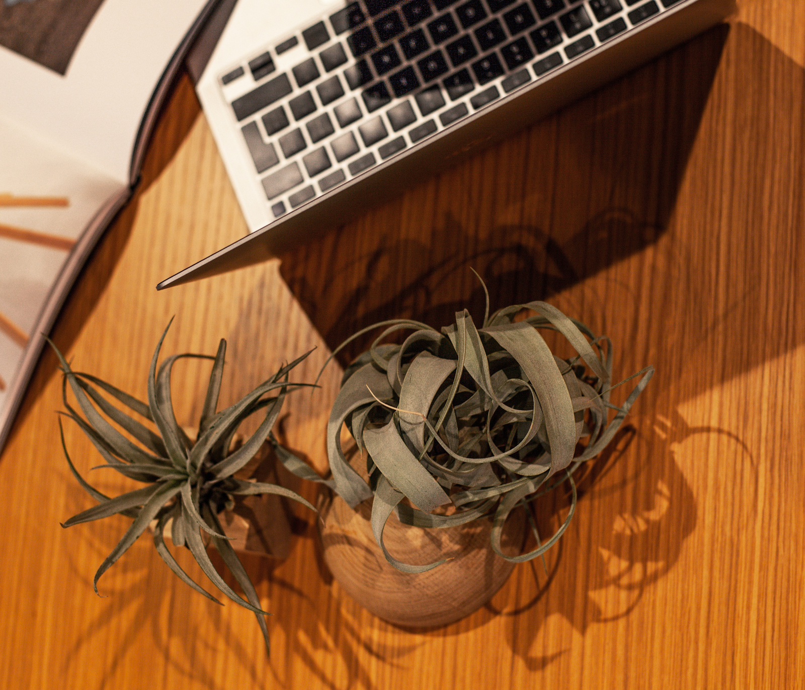 Air Plants: The Easiest Way to Boost Productivity at Work!