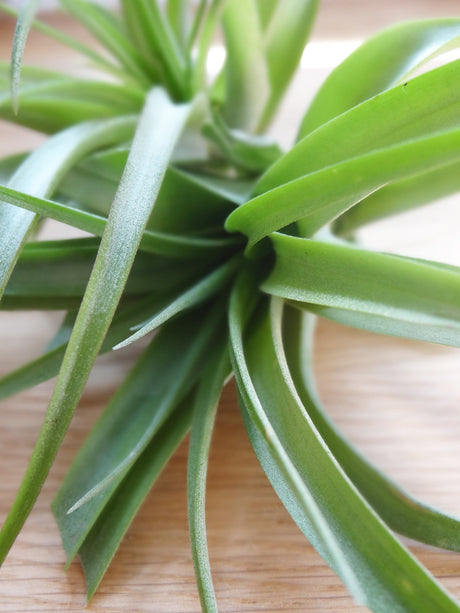 Tillandsia Brachycaulos tropical air plant