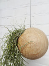 Hanging sphere air plant design pot with Tillandsia Usneoidus (Spanish Moss)
