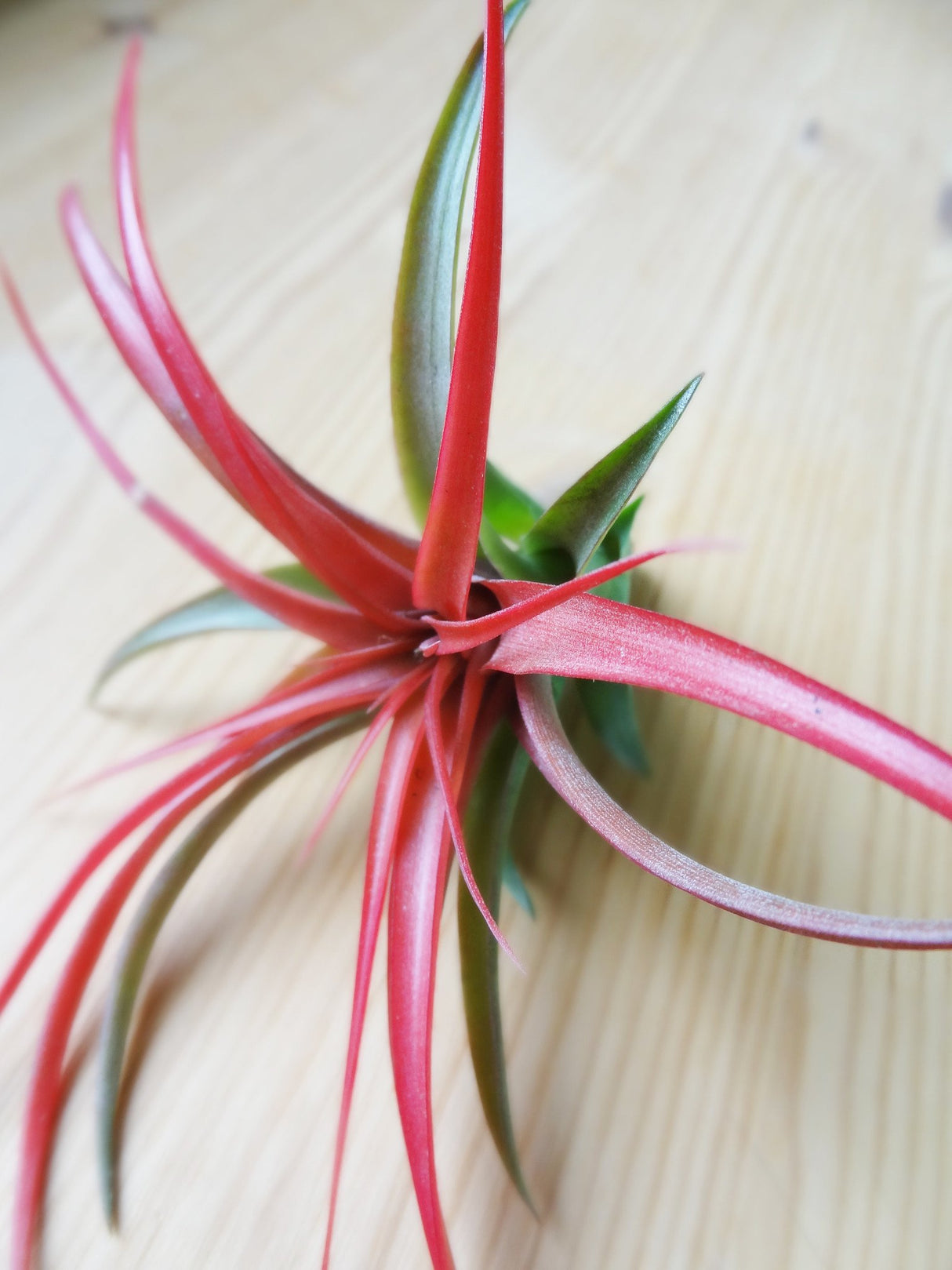 Tillandsia Brachycaulos tropical air plant in bloom
