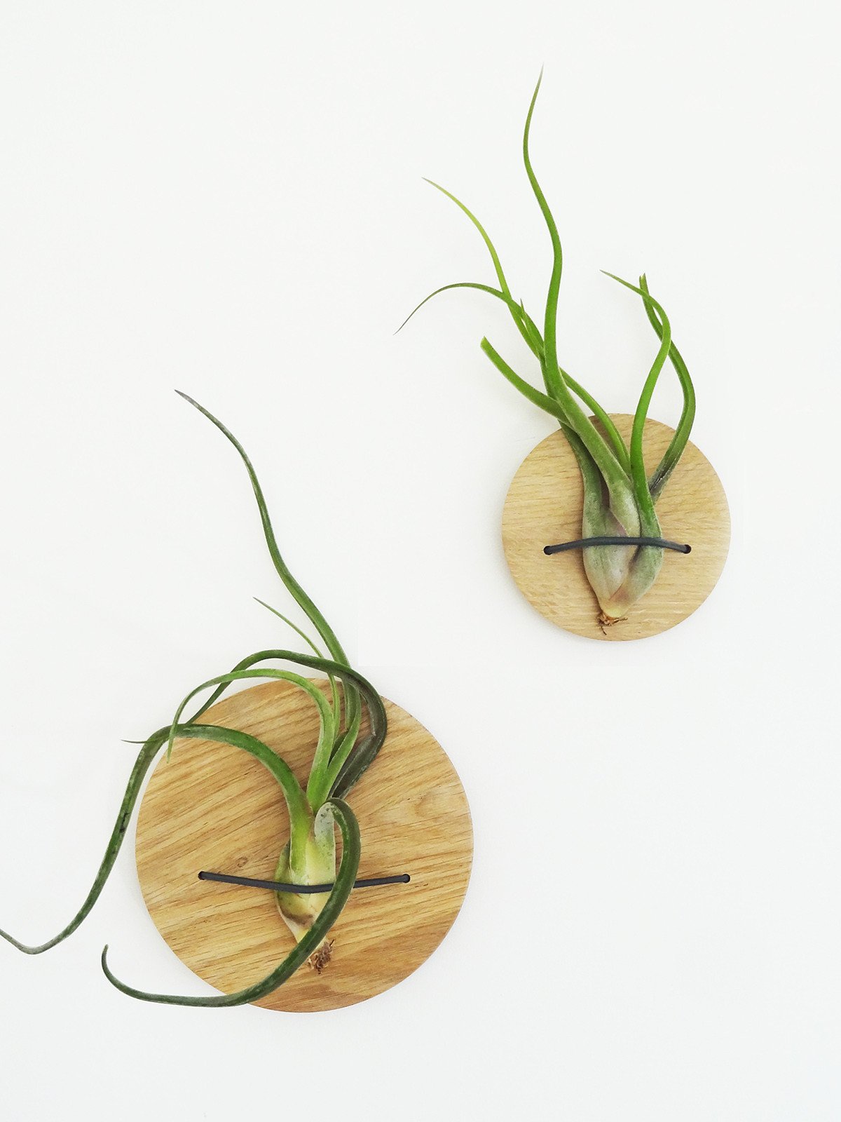 Disques (lot de 2) - Chêne clair