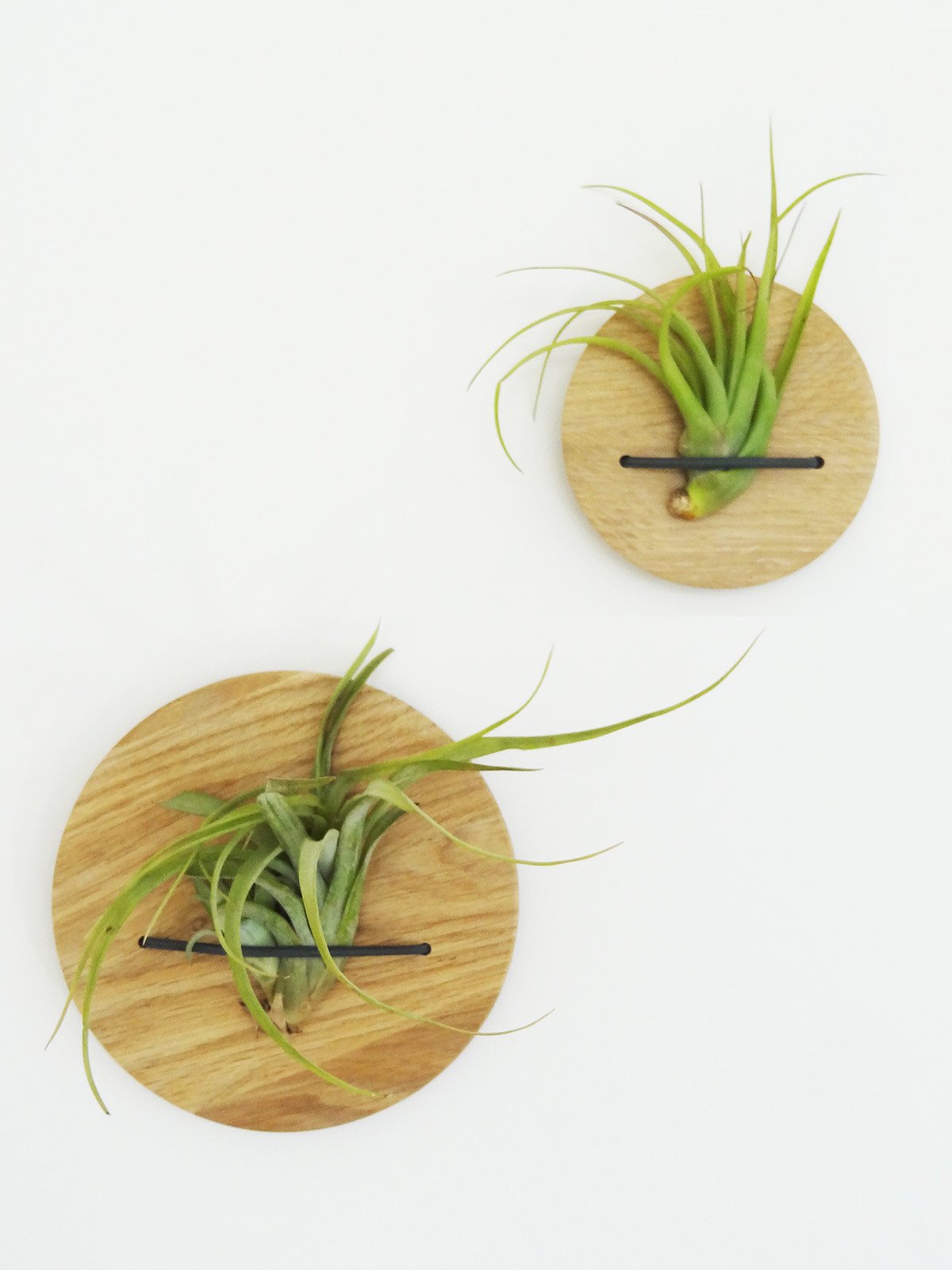 Disques (lot de 2) - Chêne clair