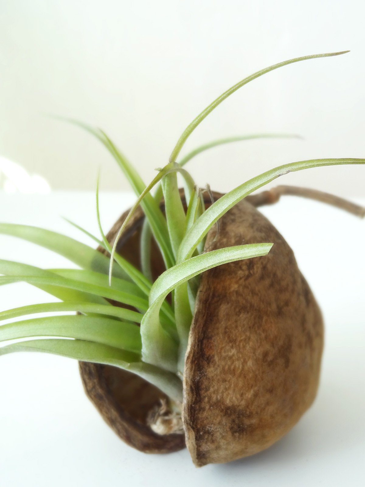 Noix tropicale avec plante aérienne