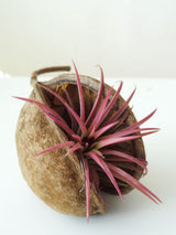 Noix tropicale avec plante aérienne