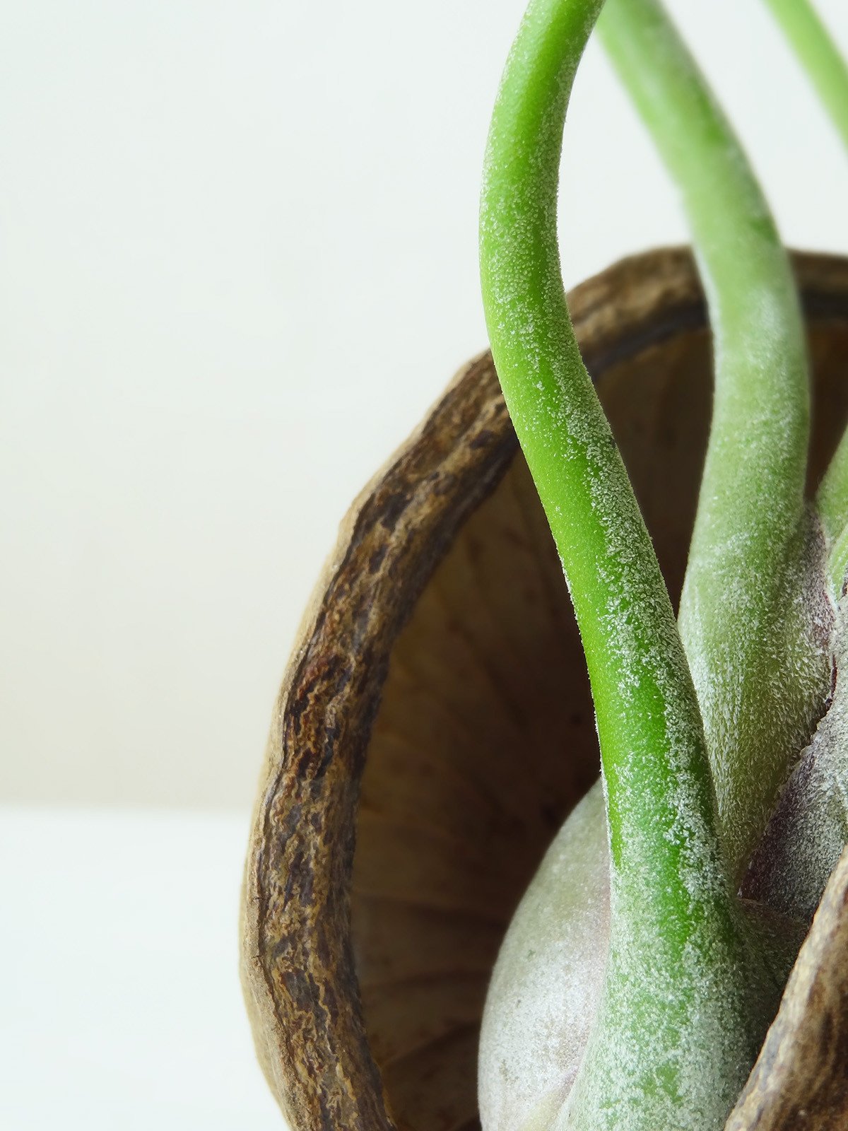 Noix tropicale avec plante aérienne