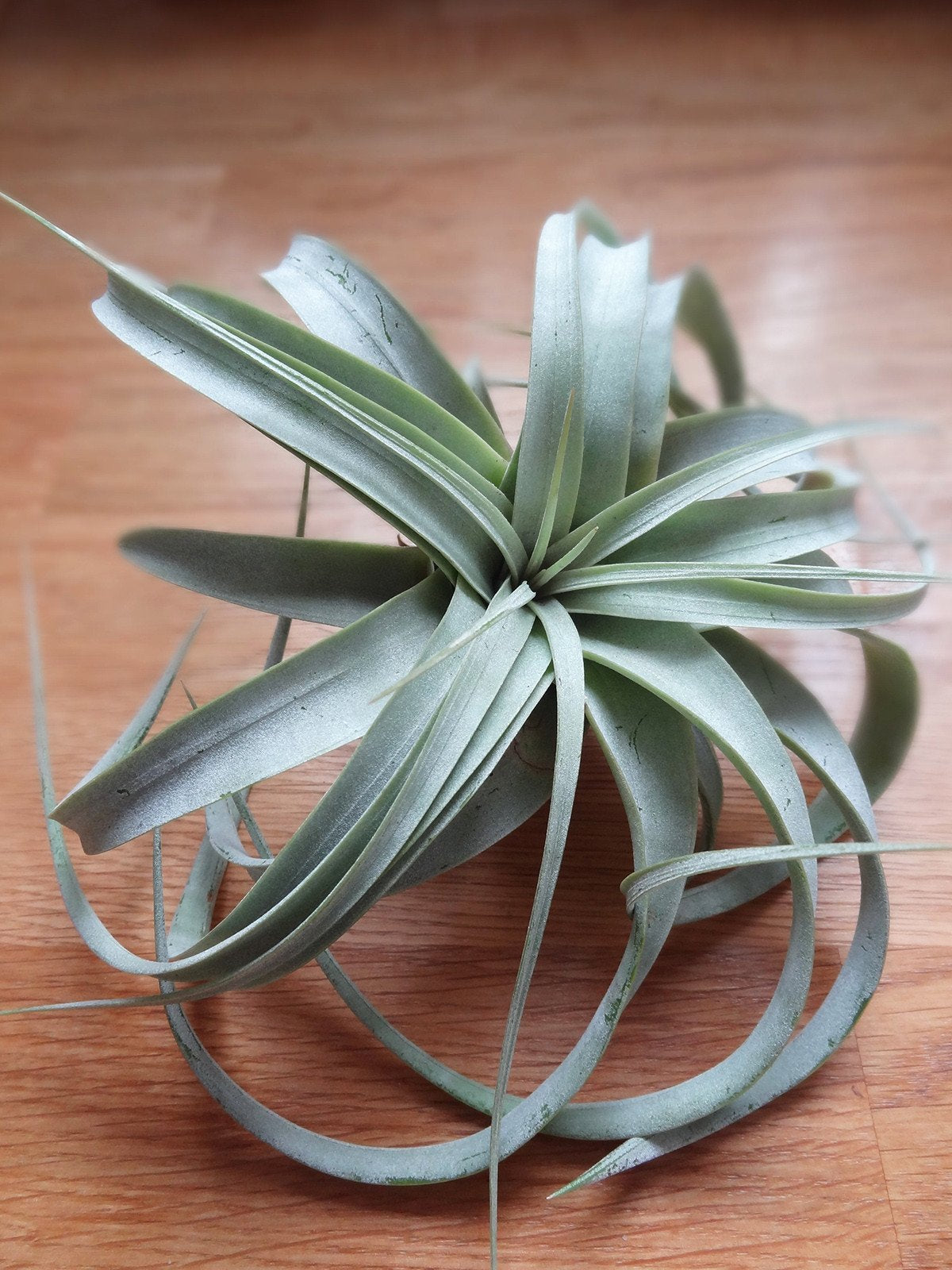 Tillandsia Xerographica tropical air plant