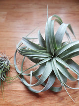 Tillandsia Xerographica tropical air plant