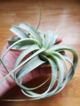 Tillandsia Xerographica tropical air plant