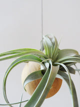 Tillandsia Xerographica tropical air plant in the Etairnity oak sphere