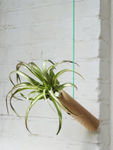 Cylindre suspendu - Chêne clair