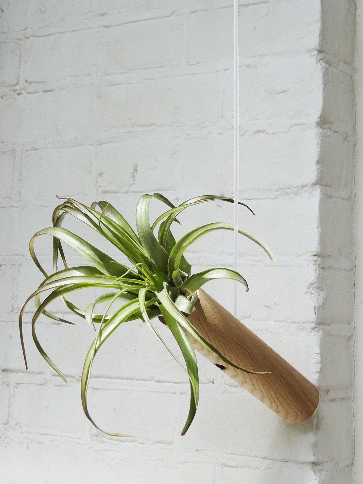 Cylindre suspendu - Chêne clair