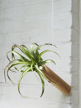 Cylindre suspendu - Chêne clair