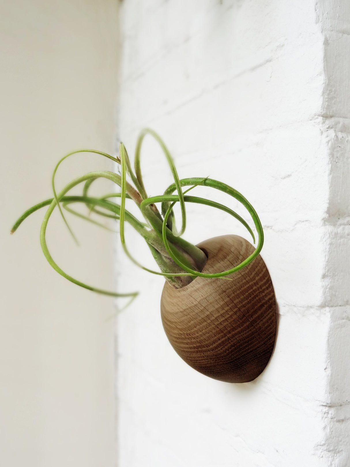 Hémisphère - Chêne foncé