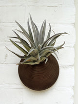 Hémisphère - Chêne foncé