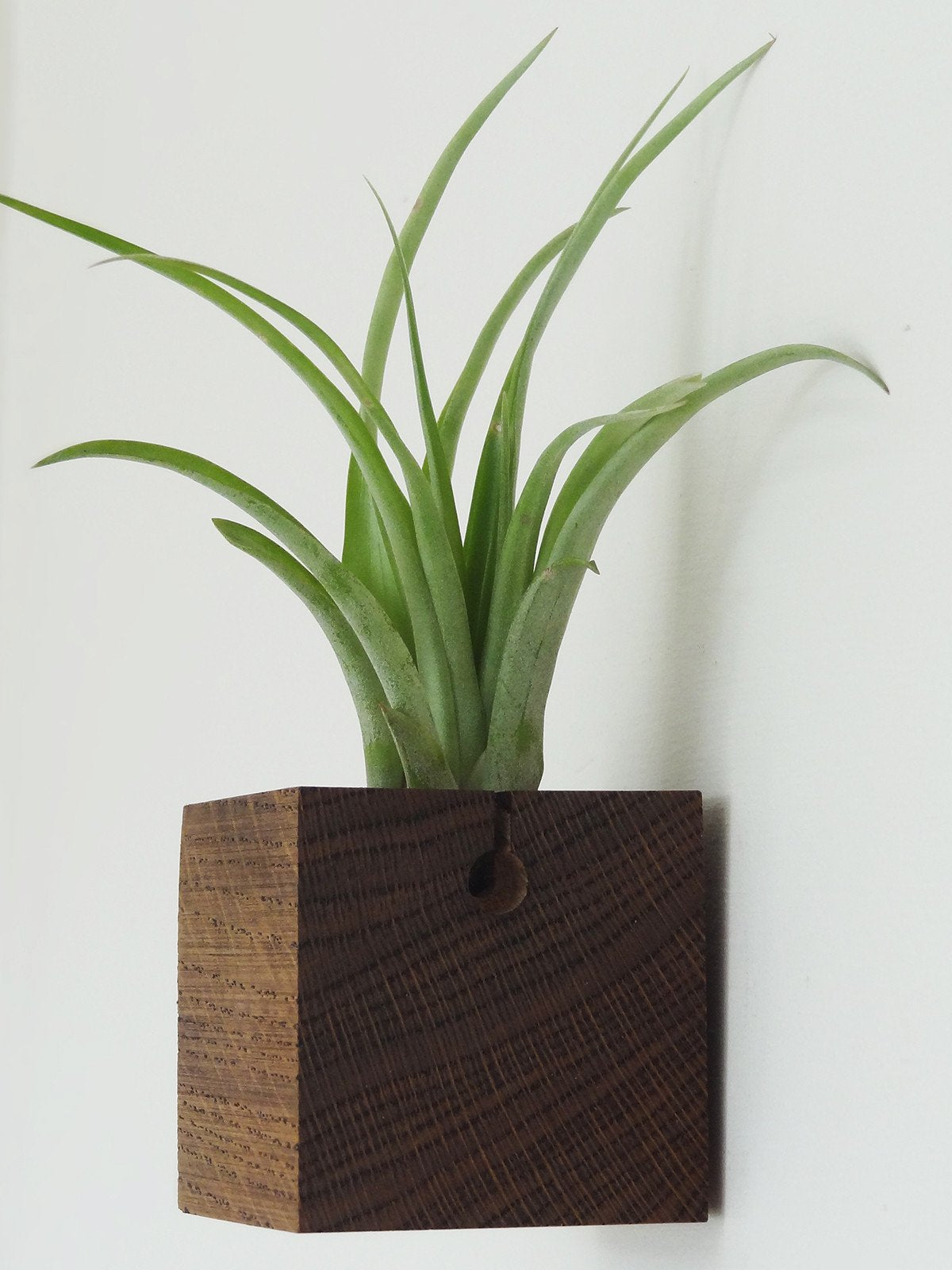 Cube - Chêne foncé