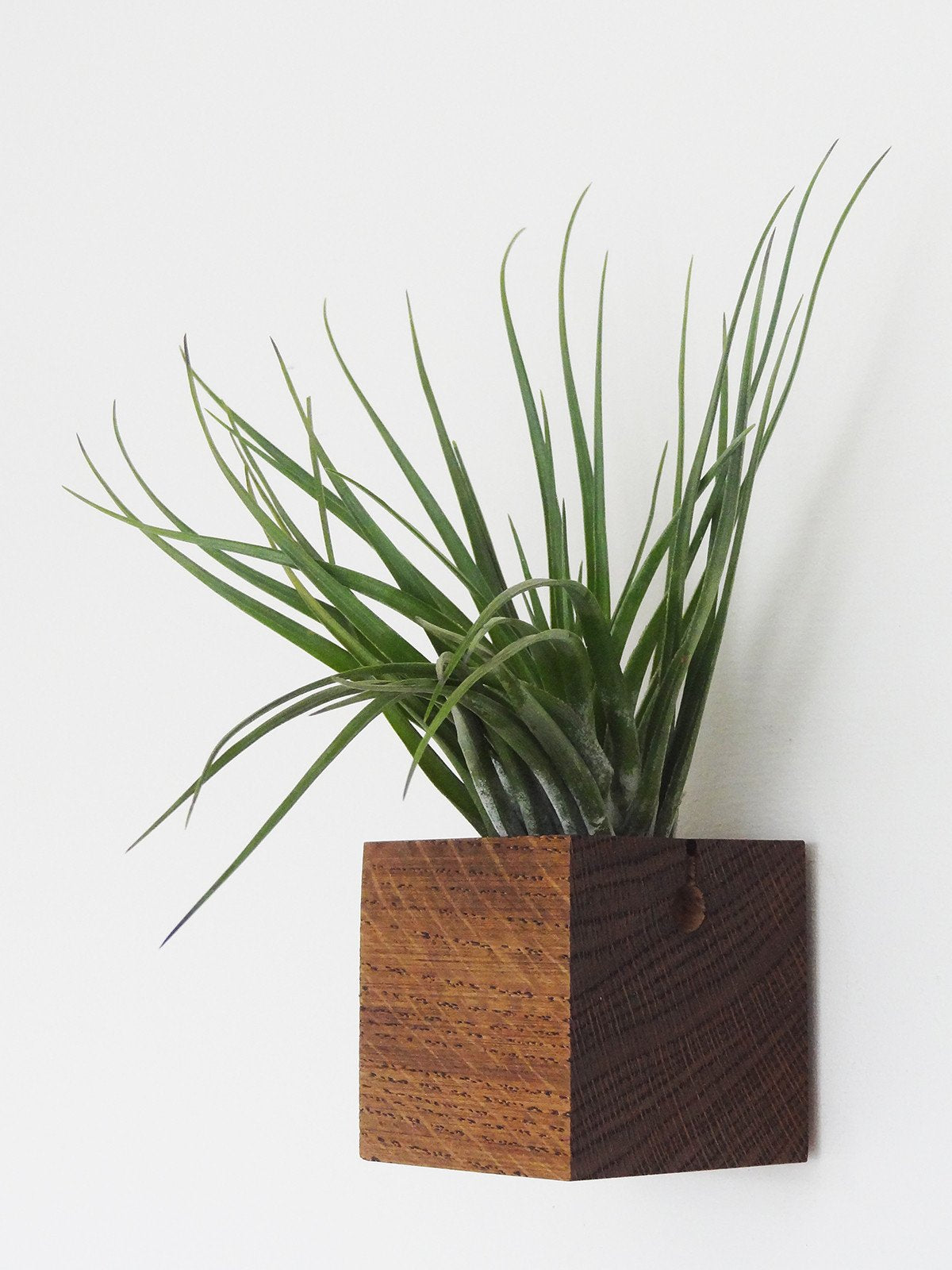 Cube - Chêne foncé