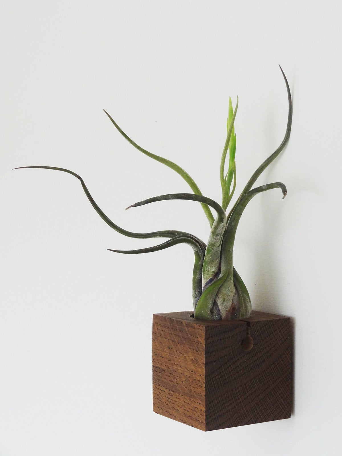 Cube - Chêne foncé