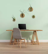 Disques (lot de 2) - Chêne clair