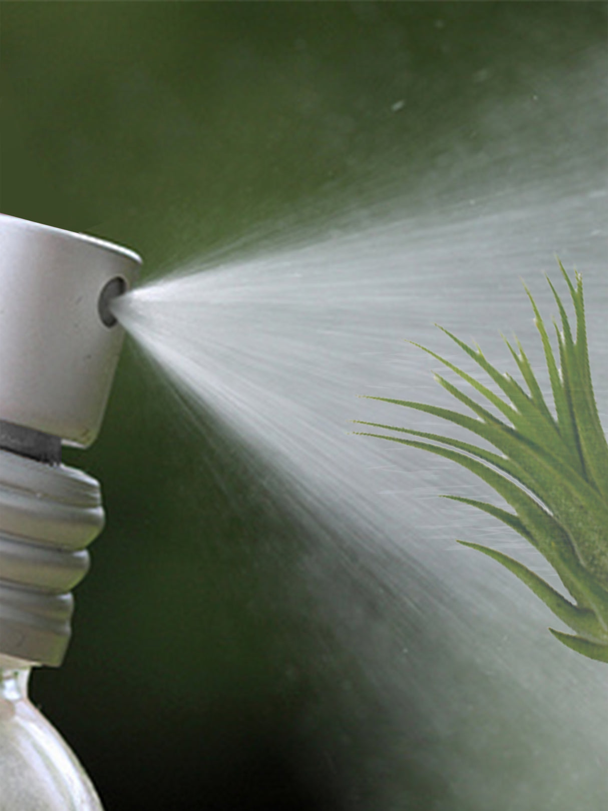 Tillandsia air plant fertilizer spraying a plant