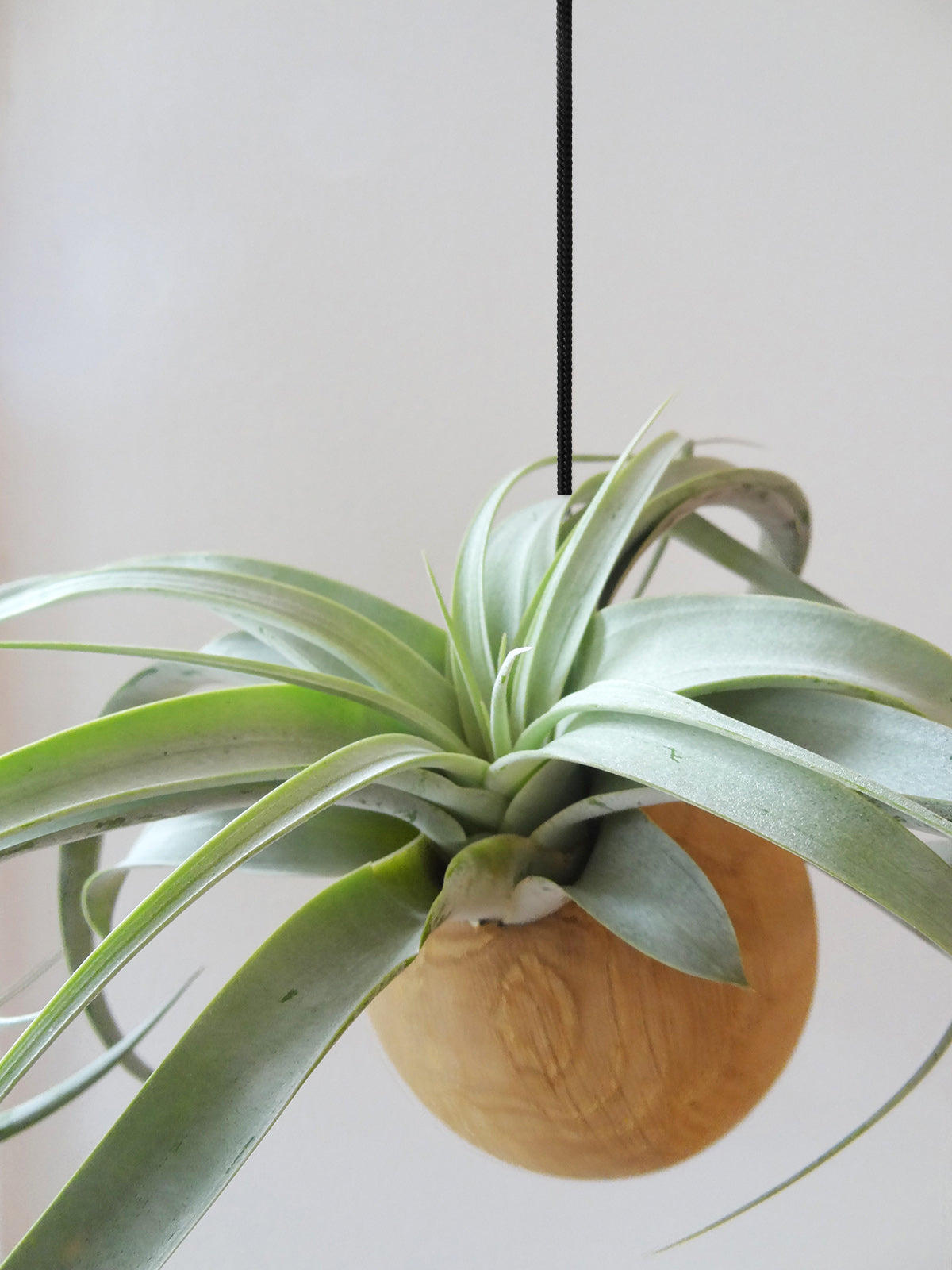 Sphère suspendue - Chêne clair