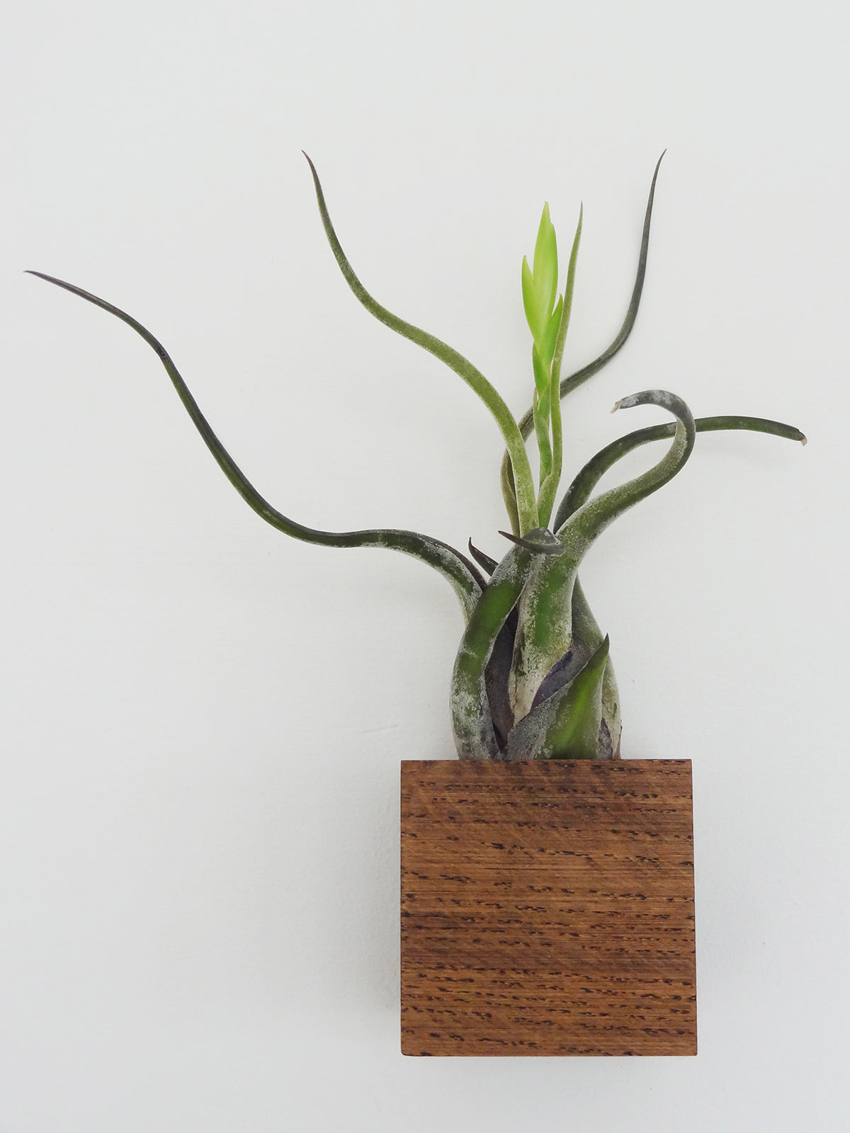 Cube - Chêne foncé