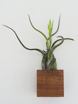 Cube - Chêne foncé