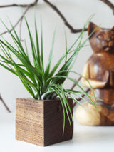 Cube - Chêne foncé