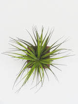 Cube - Chêne foncé