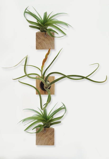 Cube - Chêne clair - Lot de 3