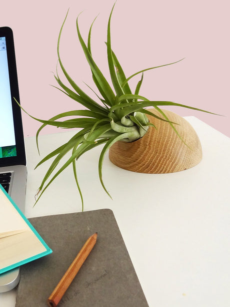 Hémisphère - Chêne clair