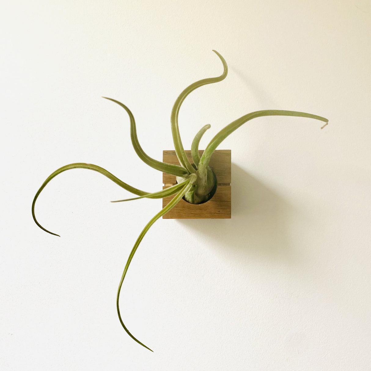 Cube - Chêne foncé