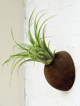 Hémisphère - Chêne foncé