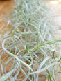 Tillandsia Usneoidus (Spanish Moss) tropical air plant