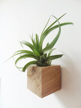 Cube air plant design holder with Tillandsia Brachycaulos vertical wall orientation