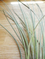 Tillandsia Juncea tropical air plant