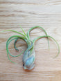 Tillandsia Caput-Medusa tropical air plant